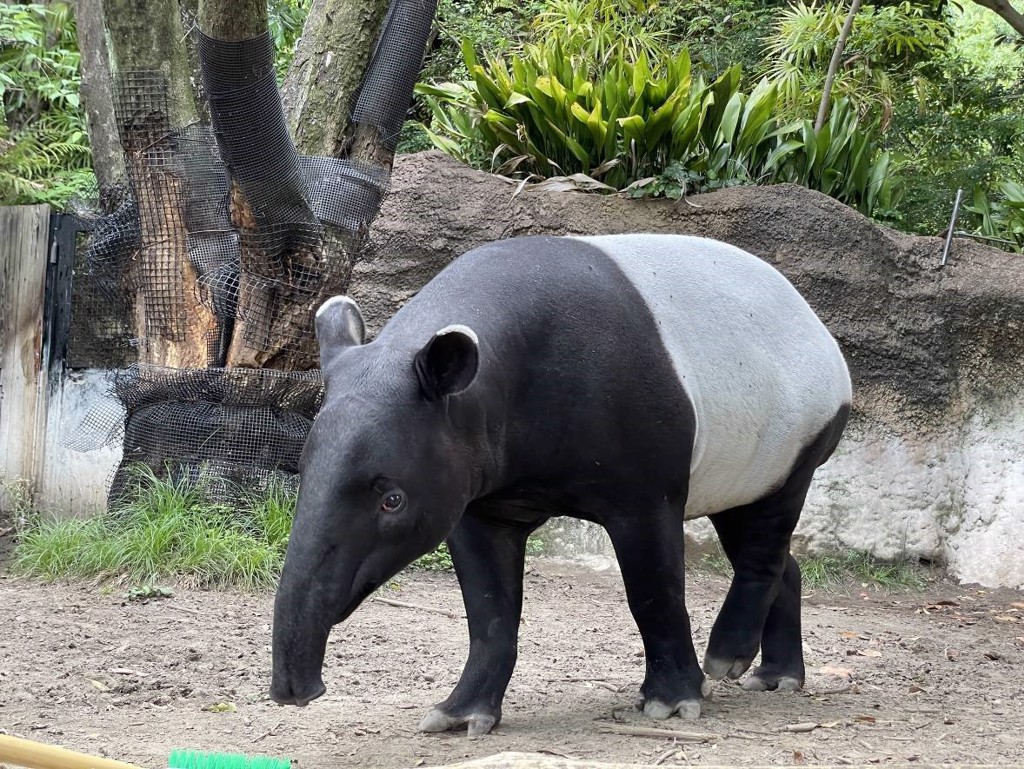 台北市立動物園公布馬來貘「Hideo英雄」死因，日本網友哭成一片