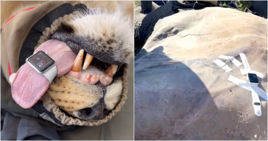 智慧手錶竟成獸醫新利器！澳洲獸醫用Apple Watch測獅子心率，震撼網路