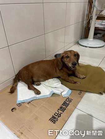 臘腸犬安樂死前24小時迎來新生機！網路熱潮助犬獲得新主人