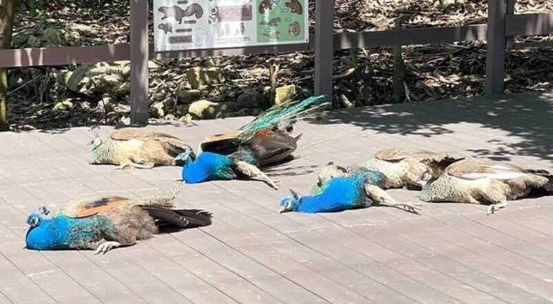 近日有網友在壽山動物園看到孔雀集體倒地的景象，嚇得趕忙通報園方，後來才知道是虛驚一場。（圖片擷取自IG，@shoushanzoo）