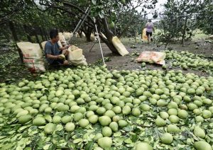 颱風丹娜絲釀災！農業損失超過26億　台南受創最重、香蕉損失近2.3億