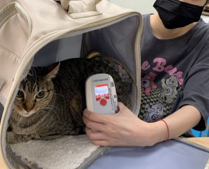 家貓強制植入晶片元旦上路　未登記最高罰1.5萬元