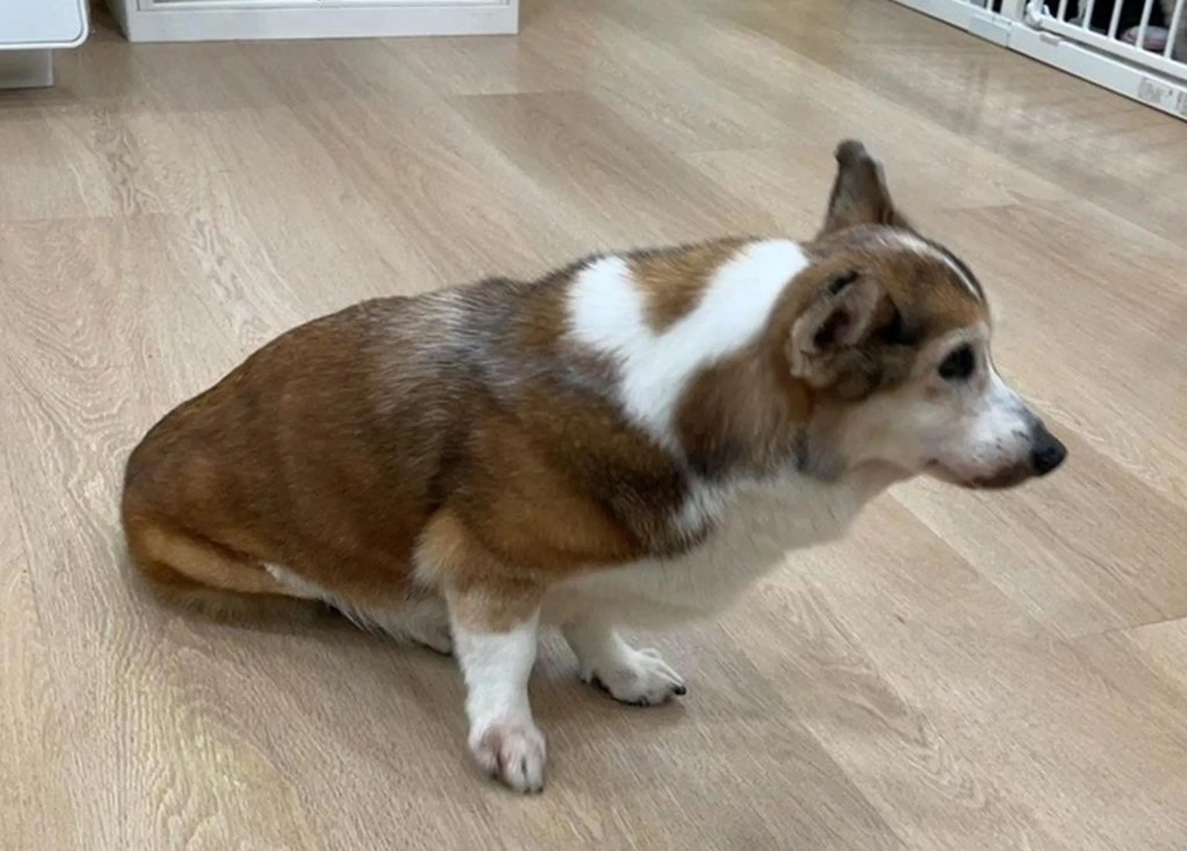 15歲失智柯基遭嚇到發抖躲角落　茶聚加盟主詹孟樺到案：一時情緒失控