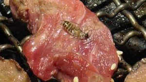 燒肉吃到飽為何會烤出蟑螂？北市「燒肉神保町」食安爭議引發稽查
