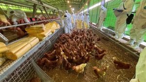 禽流感蛋流入市面？豐康牧場7千多斤雞蛋外流　最大宗銷往苗栗已全賣光