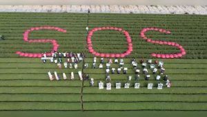 為什麼要在茶園蓋焚化爐？南投名間茶農排「SOS」抗議，石虎現蹤引爆生態爭議