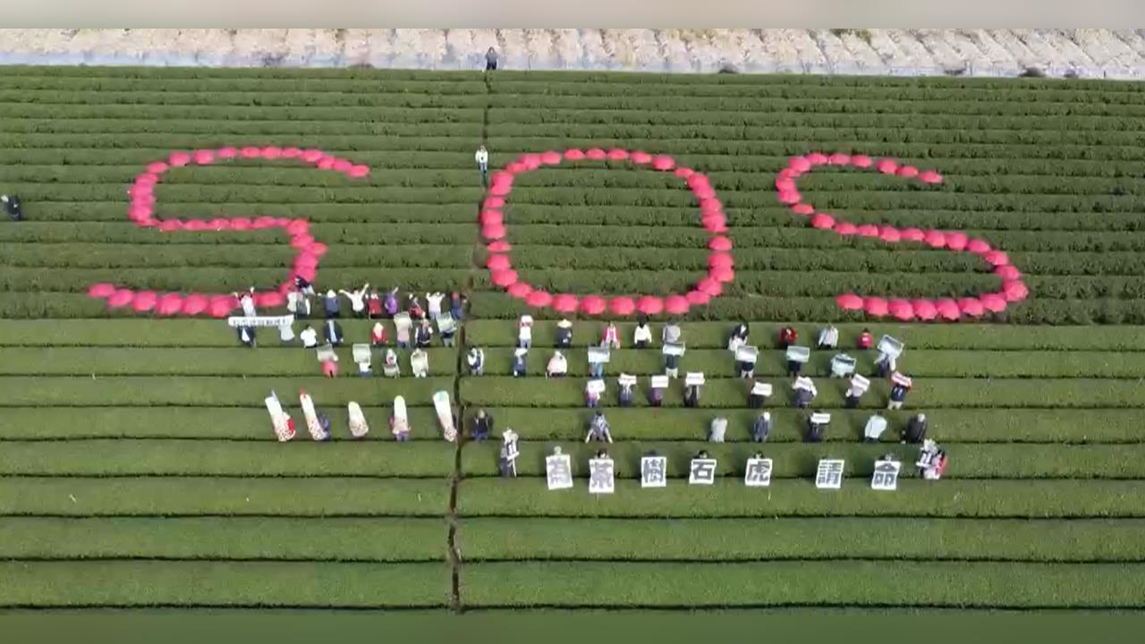 為什麼要在茶園蓋焚化爐？南投名間茶農排「SOS」抗議，石虎現蹤引爆生態爭議