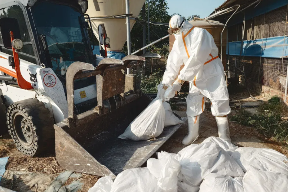 台南後壁為何出現 H5N1 禽流感？養雞場確診撲殺逾萬隻雞