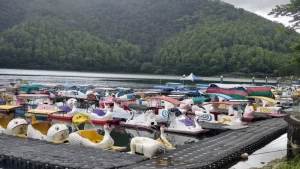 花蓮鯉魚潭天鵝船翻覆後全面停業？50年船業被迫喊卡　縱管處與縣府法源爭議一次看