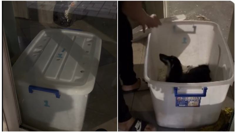 台中「東森寵物」爆虐犬爭議！寵物店深夜關狗進收納箱！