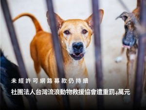 未經許可網路募款會怎樣？台灣流浪動物救援協會遭重罰4萬元，為何被連續制止？