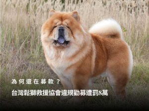 為何還在募款？台灣鬆獅救援協會違規勸募遭罰8萬　負責人齊心怡也挨罰怎麼回事？