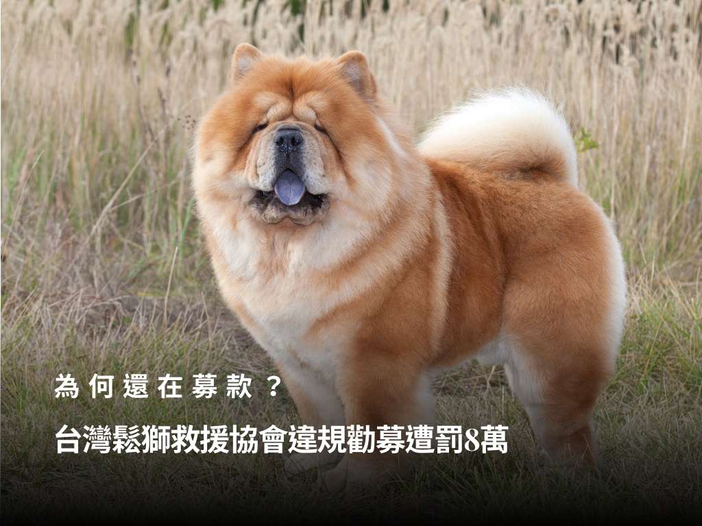 為何還在募款？台灣鬆獅救援協會違規勸募遭罰8萬　負責人齊心怡也挨罰怎麼回事？