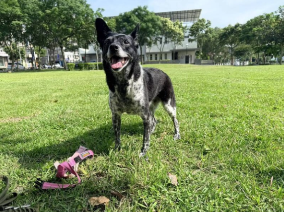 陳美琪在雲林二崙失蹤怎麼回事？12年愛犬憑空消失，飼主懸賞50萬急尋狗